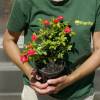 Rosal paisaj�stico rosa oscuro 'Fairy Donkerrood'