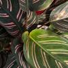 Calathea, follaje rosa