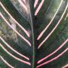 Calathea, follaje rosa