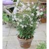 Gaura blanco de Lindheimer