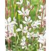 Gaura blanco de Lindheimer