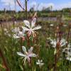 Gaura blanco de Lindheimer