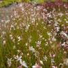 Gaura blanco de Lindheimer