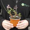 Gaura blanco de Lindheimer