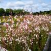 Gaura blanco de Lindheimer