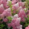 Hortensia de panculas 'Vanille Fraise'