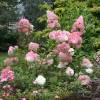 Hortensia de panculas 'Vanille Fraise'