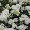 Hortensia de panculas 'Vanille Fraise'