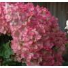 Hortensia de panculas 'Vanille Fraise'