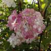 Hortensia de panculas 'Vanille Fraise'