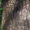 Roble negro de California