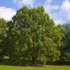 Roble blanco de California