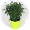 Ficus + Cubremaceta Verde Limn