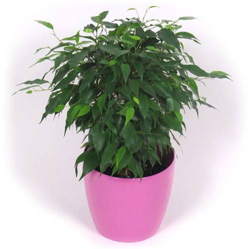 Ficus + Cubremaceta Rosa : venta Ficus + Cubremaceta Rosa