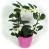 Jazmn de Madagascar + Cubremaceta Rosa