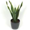 Sansevieria + Cubremaceta Antracita