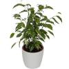 Ficus Golden King + Cubremaceta Blanca