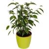 Ficus Golden King + Cubremaceta Verde Limn