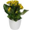 Kalanchoe amarillo + Cubremaceta Blanca