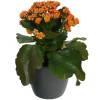 Kalanchoe naranja + Cubremaceta Antracita