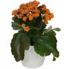 Kalanchoe naranja + Cubremaceta Blanca