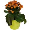 Kalanchoe naranja + Cubremaceta Verde Limn