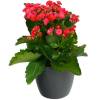 Kalanchoe rojo + Cubremaceta Antracita