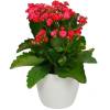 Kalanchoe rojo + Cubremaceta Blanca