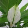 Spathiphyllum + Cubremaceta Blanca