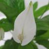 Spathiphyllum + Cubremaceta Blanca