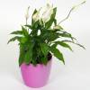 Spathiphyllum + Cubremaceta Rosa