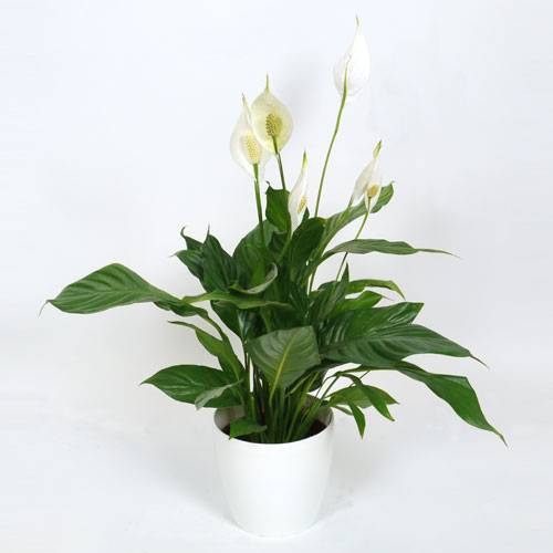 Planta de interior Spathiphyllum + Maceta Blanca : venta Planta de interior  Spathiphyllum + Maceta Blanca /