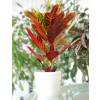 Croton Excellent  + Cubremaceta Blanca