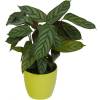 Calathea 'Compactstar' + Cubremaceta Verde Limn