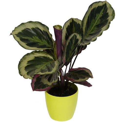 Calathea 'Shinestar' + Cubremaceta Verde Limón venta Calathea