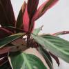 Calathea 'Triostar' + Cubremaceta Antracita