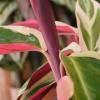 Calathea 'Triostar' + Cubremaceta Blanca