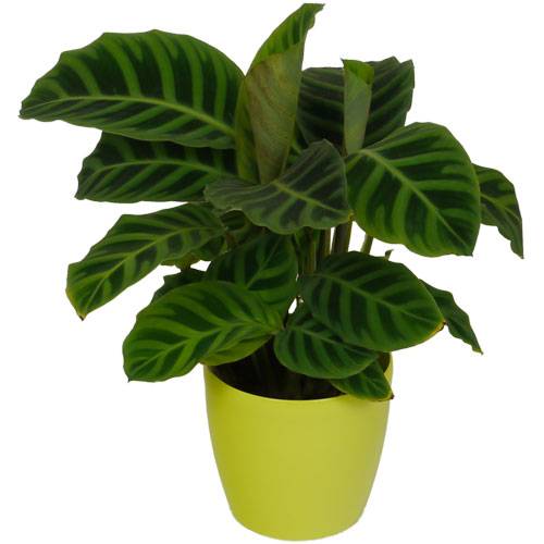 Calathea 'Zebrina' + Cubremaceta Verde Limón venta Calathea 'Zebrina