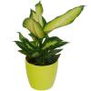 Dieffenbachia 'Camilla' + Cubremaceta Verde Limn