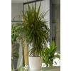 Planta de interior Dracaena + Maceta Blanca