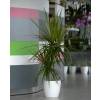 Planta de interior Dracaena + Maceta Blanca