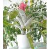 Aechmea 'Primera' + Cubremaceta Blanca