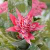 Aechmea 'Primera' + Cubremaceta Blanca