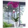 Orquídea Malva + Cubremaceta Transparente