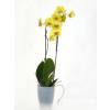 Orquídea Amarilla + Cubremaceta Transparente