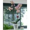 Orquídea Rosa + Cubremaceta Transparente
