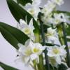 Dendrobium Blanca + Cubremaceta Blanca