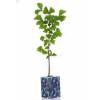 Ginkgo como regalo de empresa