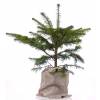 Arbol como regalo de empresa