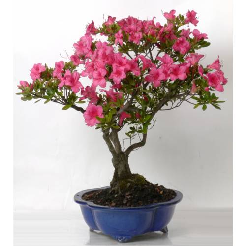 Bonsái Azalea 15 años venta Bonsái Azalea 15 años